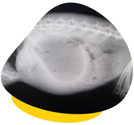 Abdomen xray