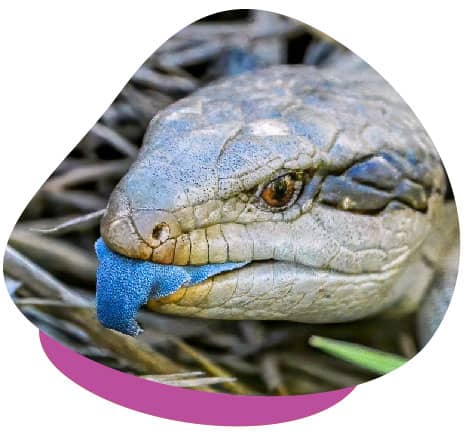 Blue tongue lizard