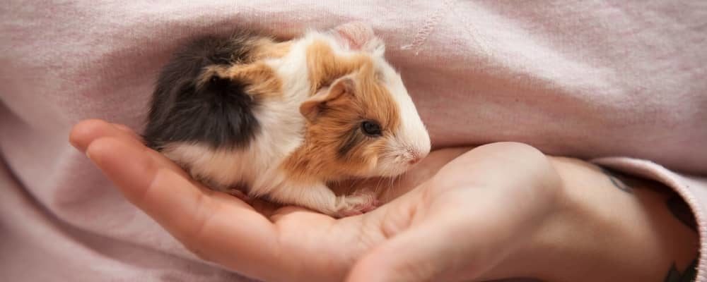 Hand raising baby guinea pig