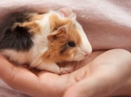 Hand raising baby guinea pig