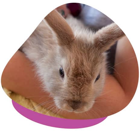 Rabbit in arms