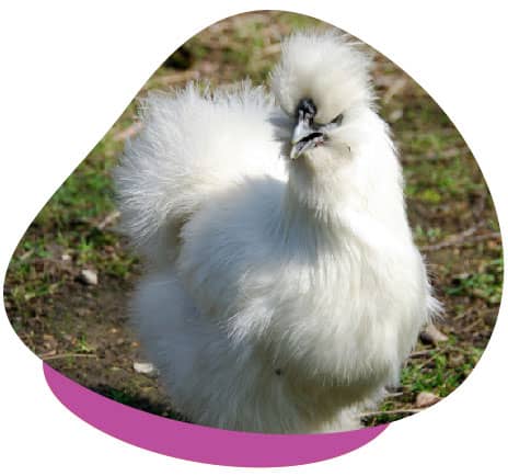 Silkie chicken