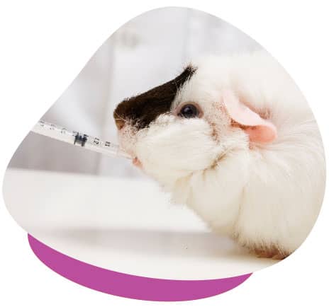 Syringe feeding guinea pig cheap
