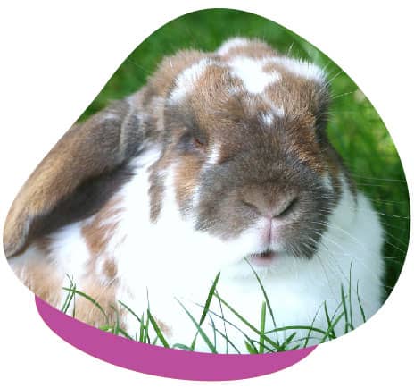 Tan white rabbit