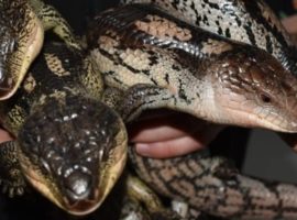 Reptile sexing blog