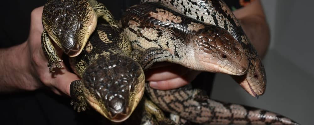 Reptile sexing blog