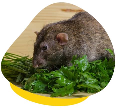 Rat eating greens