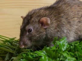 Rat feeding guide