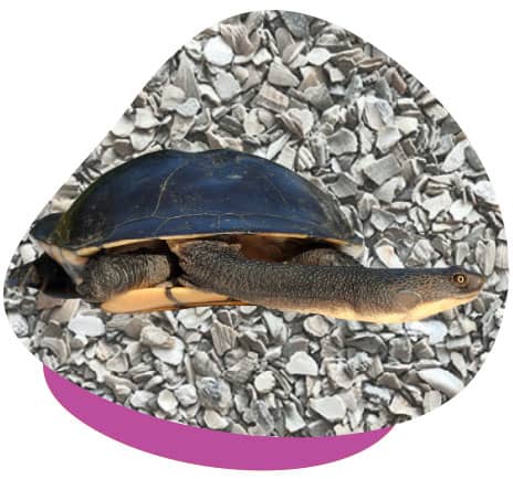 Turtle grit Turtle grit