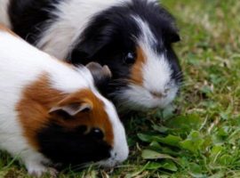 Guinea pigs faecal impaction