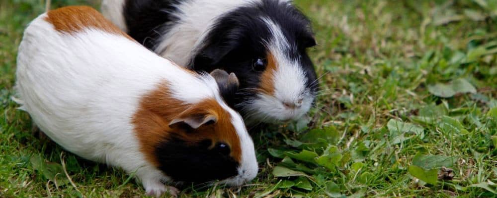 Guinea pigs faecal impaction