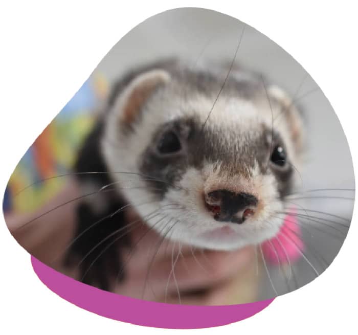 Ferret vaccination