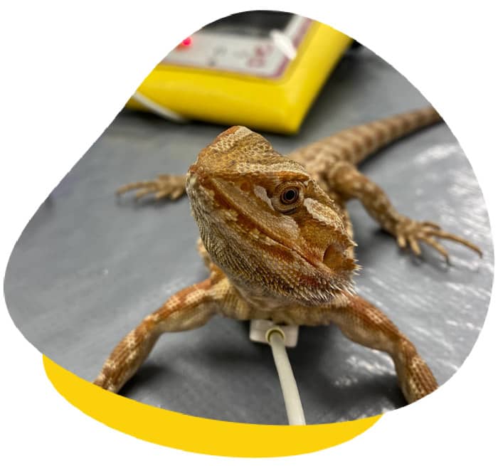 Health Check Bearded Dragon