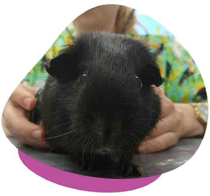 Health Check Guinea Pig