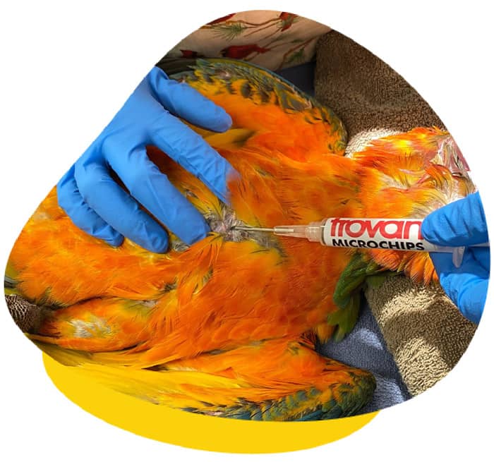 Microchipping bird