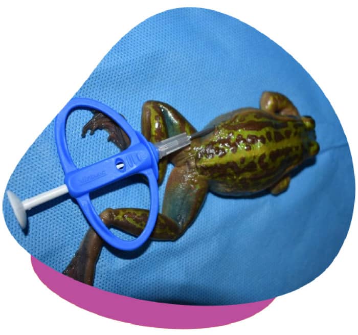 Microchipping frog