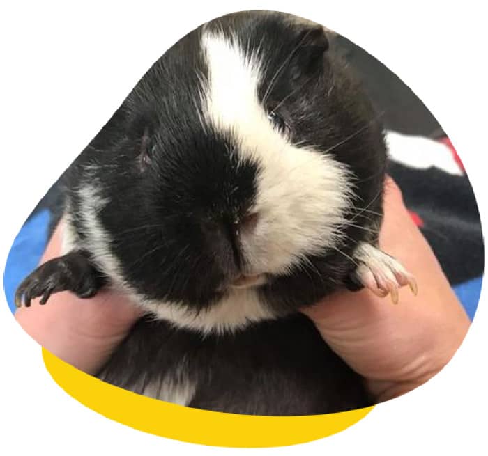 Nail Trimming Guinea Pig