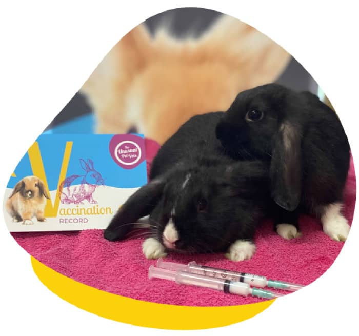 Rabbit vaccination