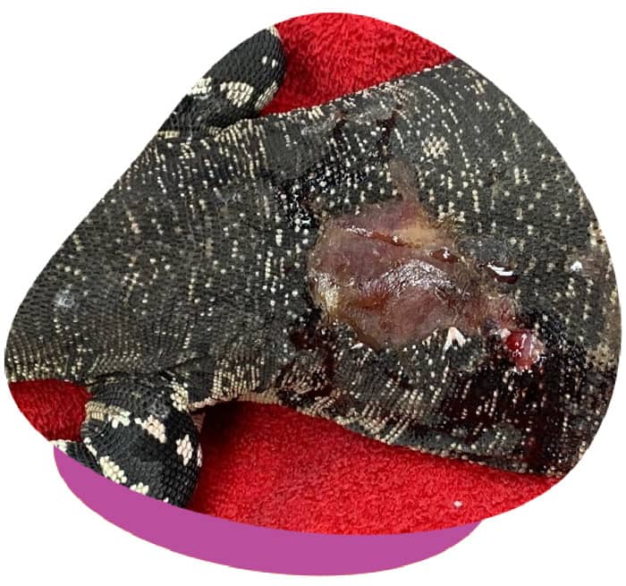 reptile thermal burn