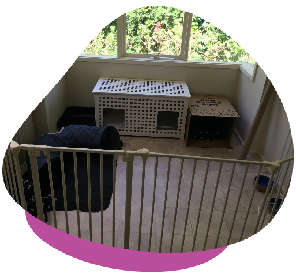 How to Create an Indoor Setup For a House Rabbit