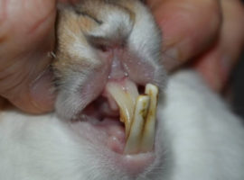 Rabbit incisor malocclusion blog