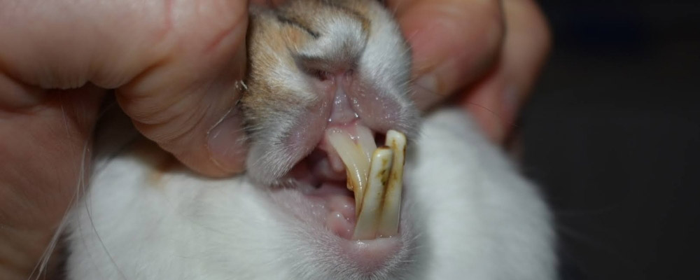 Rabbit incisor malocclusion blog