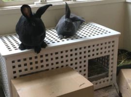 house rabbit indoor