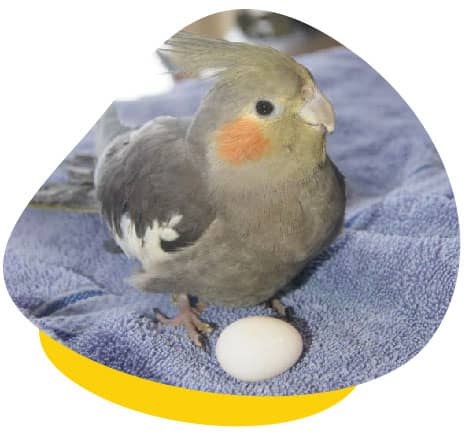 cockatiel egg