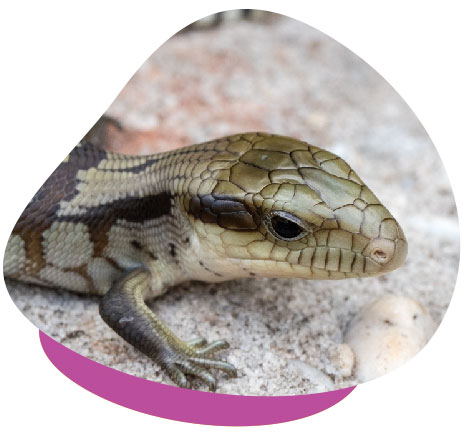 Blue tongue skink