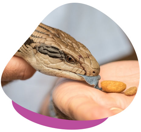 Blue tongue skink