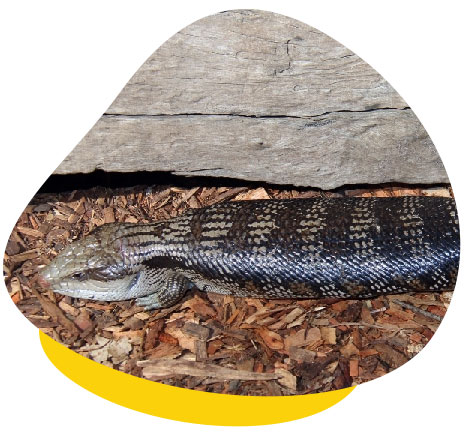 Blue tongue skink Blue tongue skink