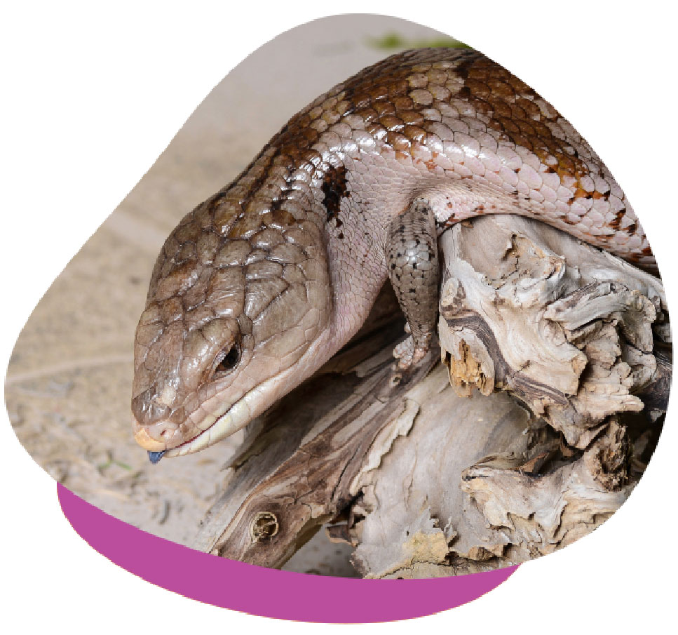 blue-tongued-skink-furnishings