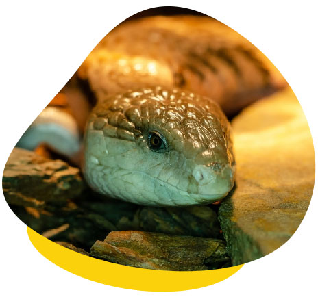 Blue tongue skink