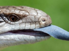 Blue tongue skink Blue tongue skink