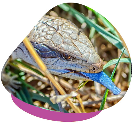 Blue tongue skink