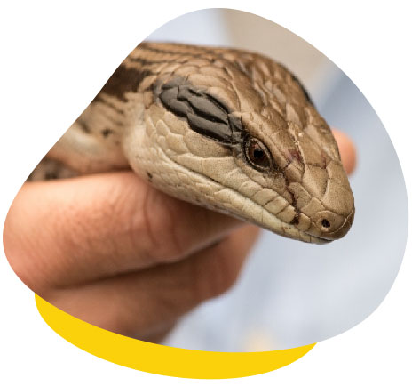 Caring for Blue-Tongued Skinks