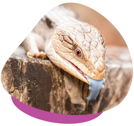 Caring for Blue-Tongued Skinks