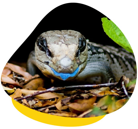 Caring for Blue-Tongued Skinks