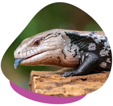 Caring for Blue-Tongued Skinks