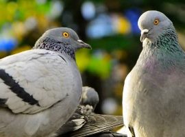 Pigeon and Dove Care