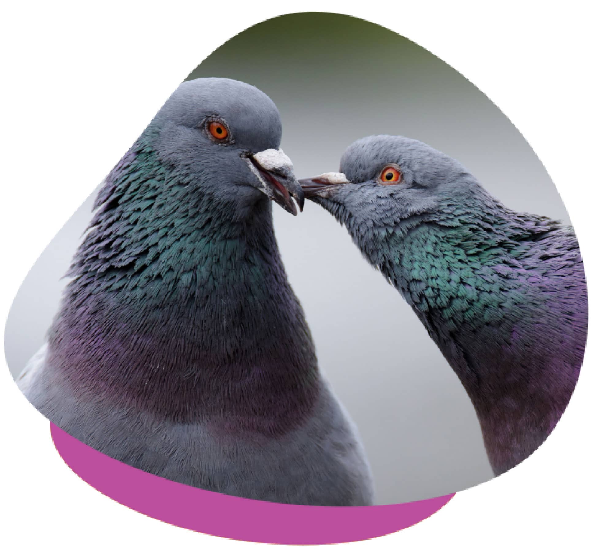 Pigeon food pets at home cheap