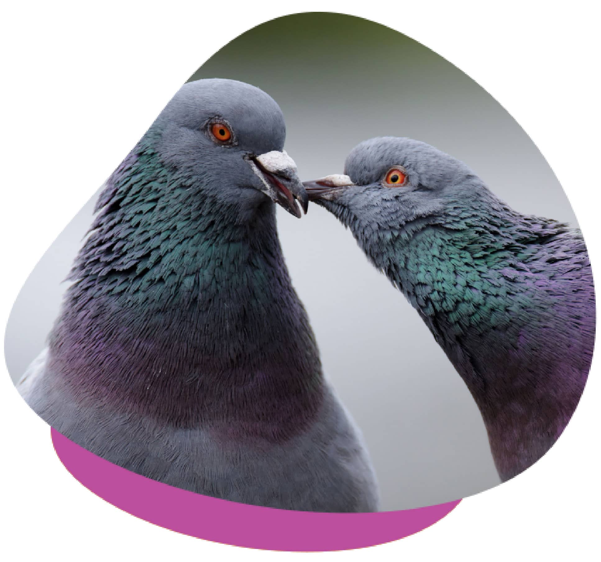 Pigeon and Dove Care