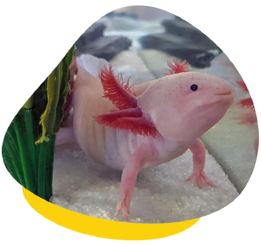 Bloat in Axolotls