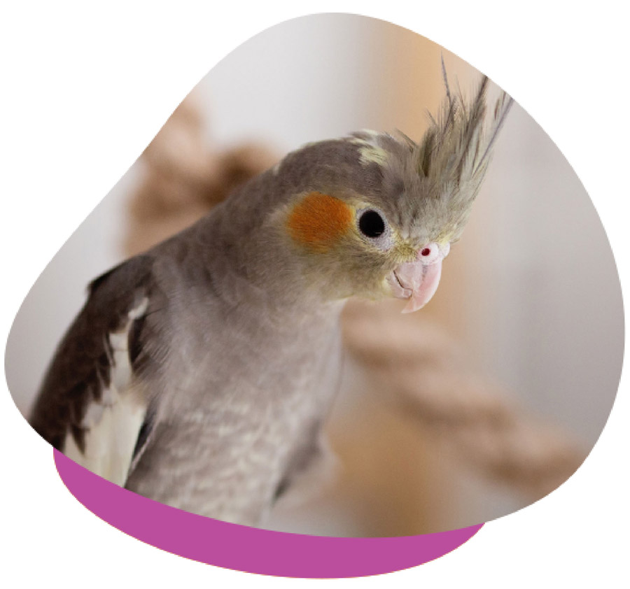 Avian Liver Disease Avian Liver Disease