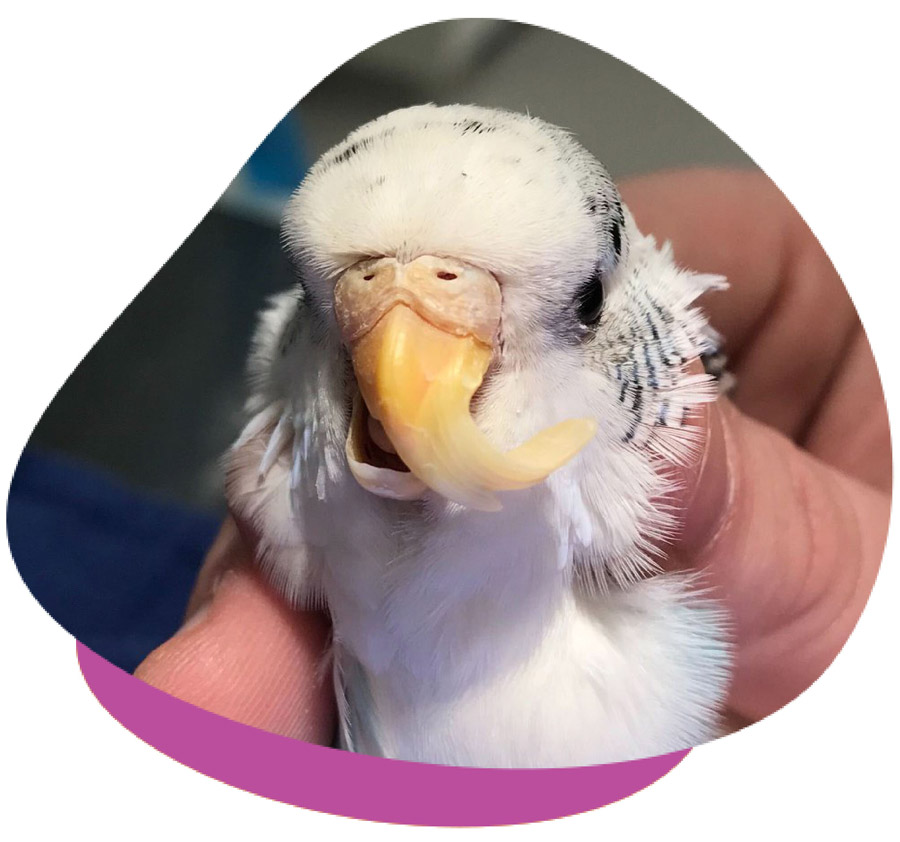 Beak Correction Beak Correction