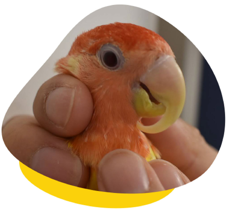 Overgrow Beak Overgrow Beak