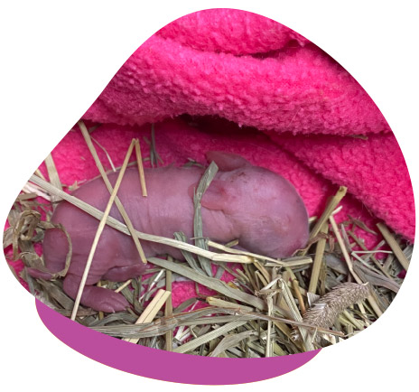 Hand-Raising Baby Rabbits Hand-Raising Baby Rabbits