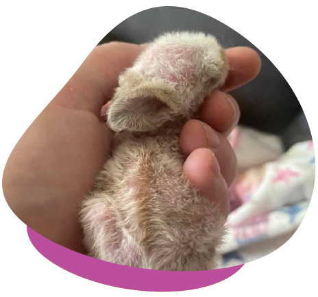 Hand-Raising Baby Rabbits