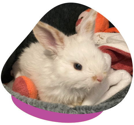 Hand-Raising Baby Rabbits