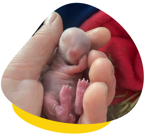 Hand-Raising Baby Rabbits